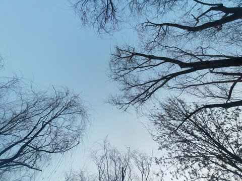 樹枝天空
