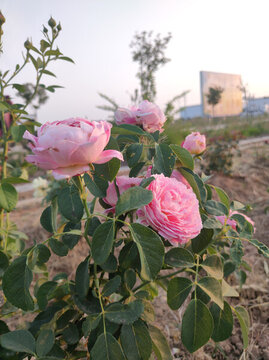 月季花開