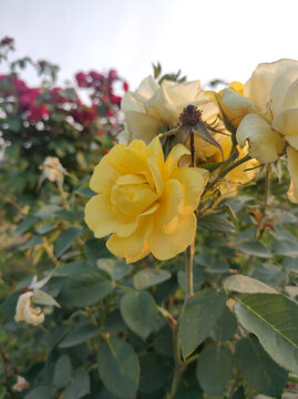 月季花開