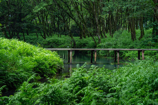 大自然綠色樹林森林綠野仙蹤小河溪流獨木橋
