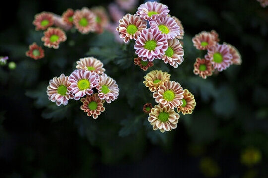 菊花