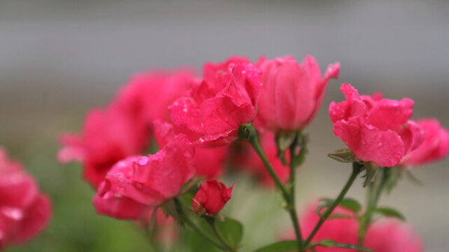 薔薇花