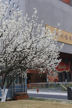 一棵櫻桃花樹