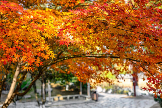 江蘇省鎮(zhèn)江金山及金山寺的秋季風(fēng)光