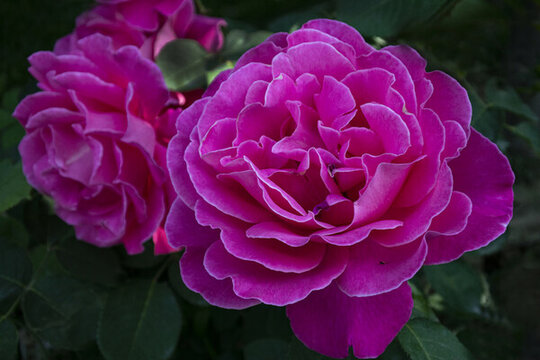 月季花