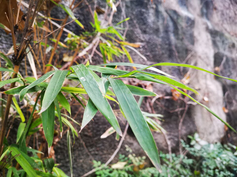 小琴絲竹的枝葉