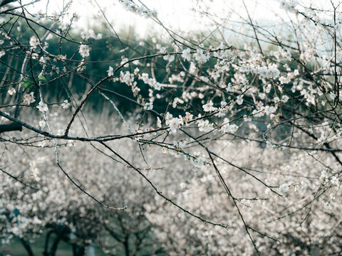 梅花開了