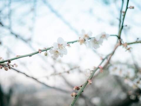 梅花開了