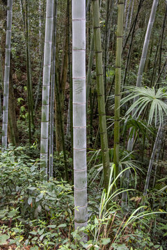 竹節(jié)