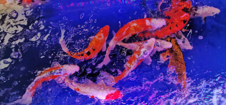金魚(yú)錦鯉