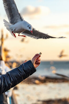 飛翔中的海鷗