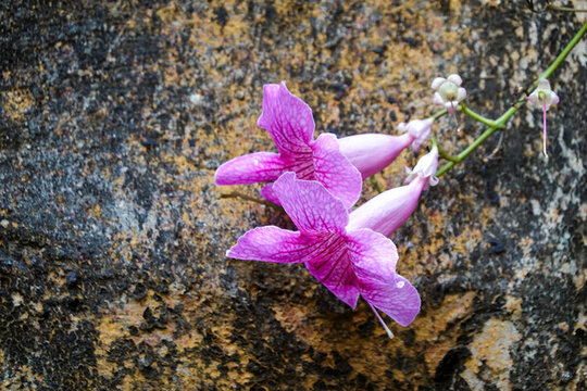 兩朵凌霄花