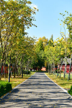 陽光秋景小路