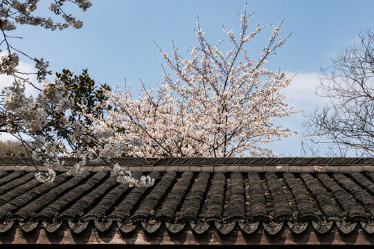 杭州連橫紀(jì)念館春色