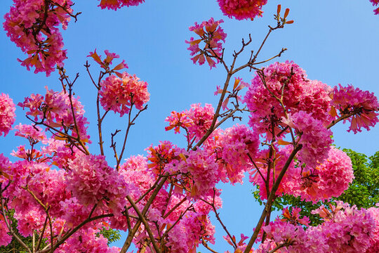 紫花風(fēng)鈴木