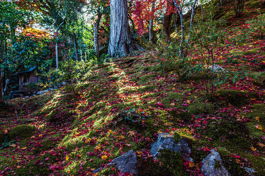 日本京都嵐山秋色