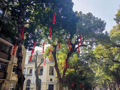 大樹與紅燈籠