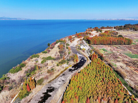滇池紅杉林