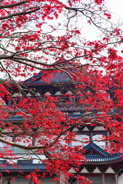 紅楓葉古建筑背景