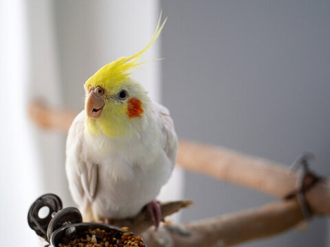 玄鳳鸚鵡