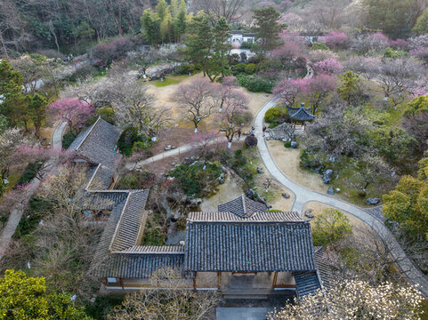 杭州靈峰探梅