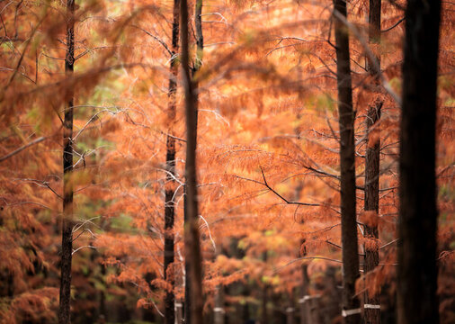 秋日天河濕地公園落羽杉