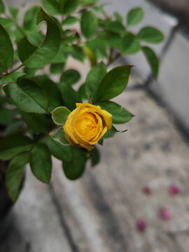 月季花