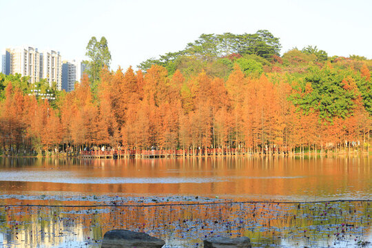 廣州黃埔創(chuàng)業(yè)公園落羽杉