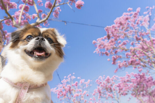 紫花風(fēng)鈴木園林
