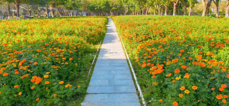 佛山市佛山新城佛山公園內(nèi)的萬壽菊花海