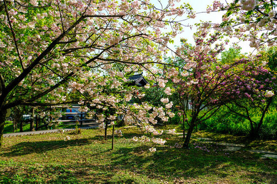 櫻花
