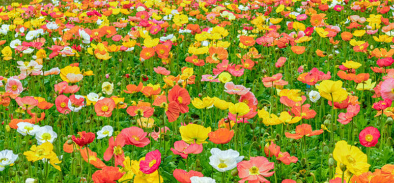 廣州市宏城公園盛開的虞美人花