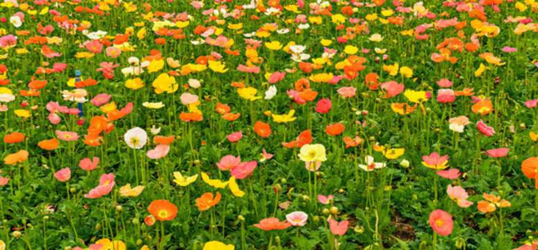 廣州市宏城公園盛開(kāi)的虞美人花