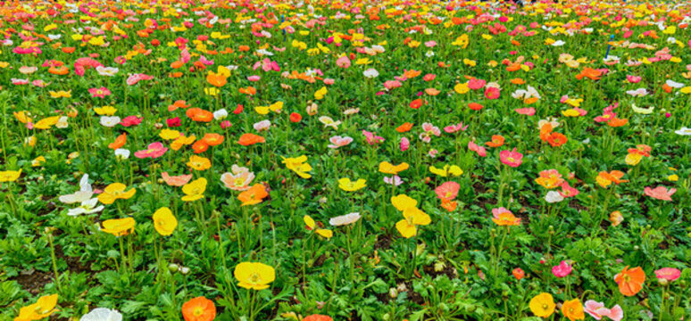 廣州市宏城公園盛開(kāi)的虞美人花