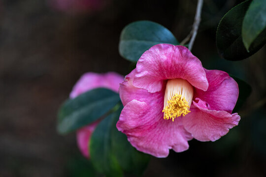 茶花