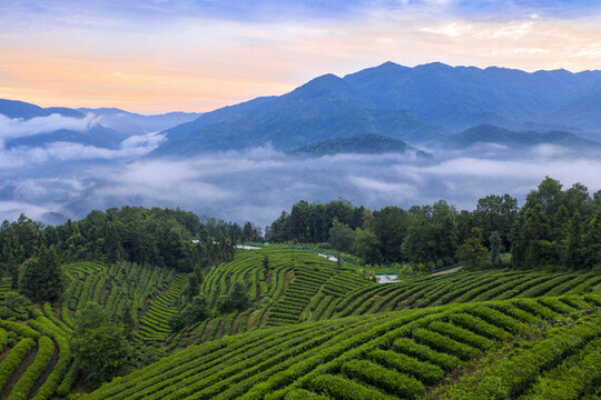 竹溪貢茶基地