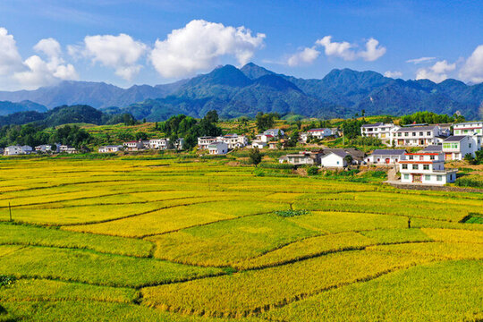 稻田風(fēng)光