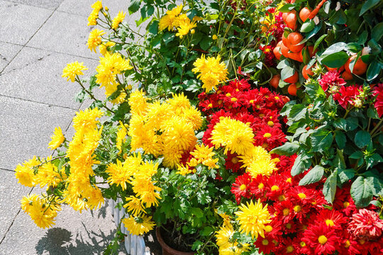 菊花年花盆栽