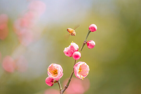 春天盛開(kāi)的梅花