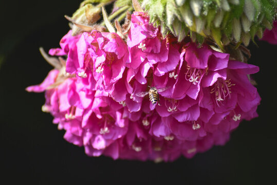 非洲芙蓉