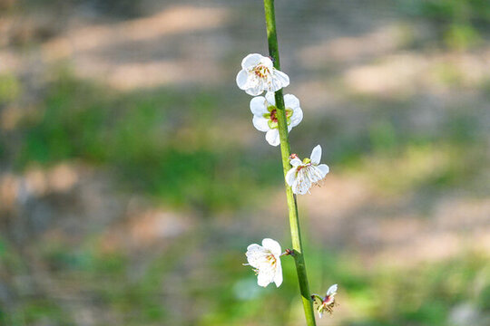 樹枝鮮花梅花陽(yáng)光光影