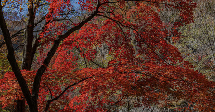本溪關(guān)門山紅葉