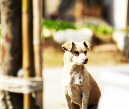黃狗
