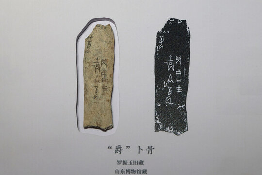 山東博物館卜骨