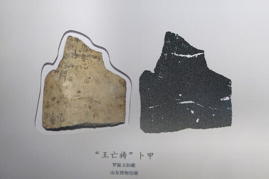 山東博物館卜骨