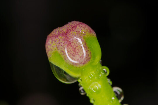 帶水珠的植物花心微距特寫