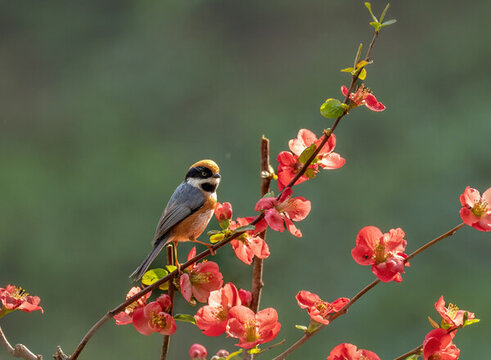 花鳥(niǎo)圖
