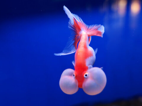 水泡眼金魚