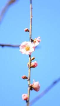 宮粉紅梅
