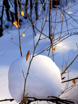冬雪